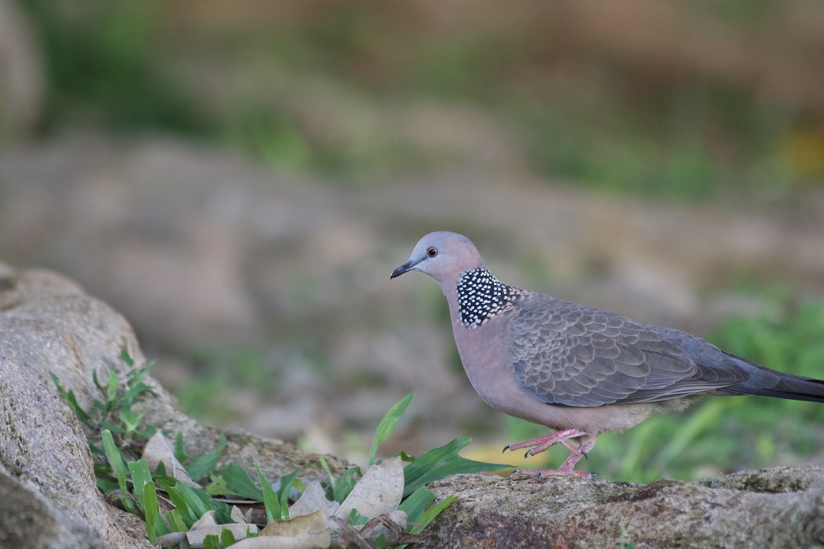 Spotted Dove - ML619749662