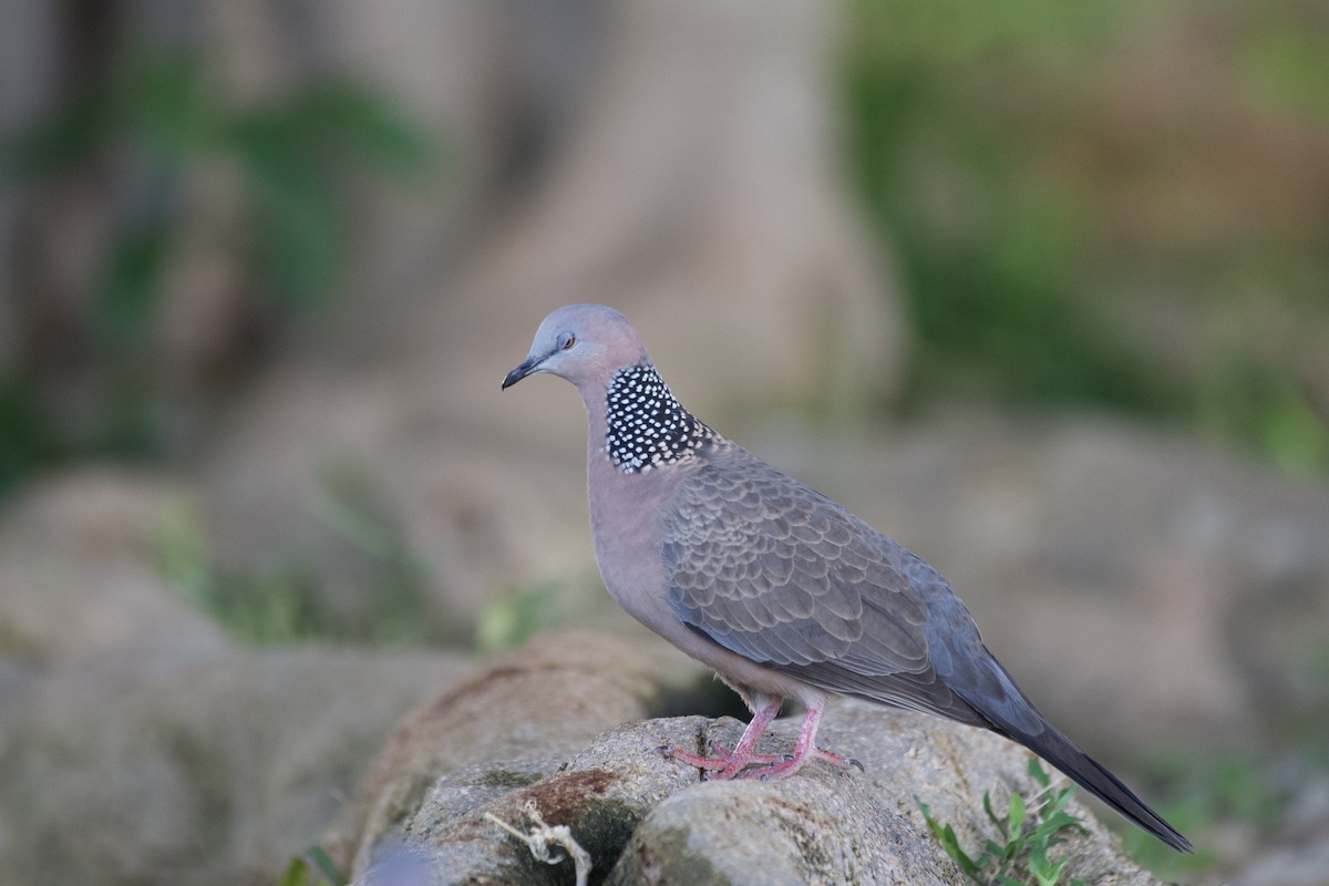Spotted Dove - ML619749663
