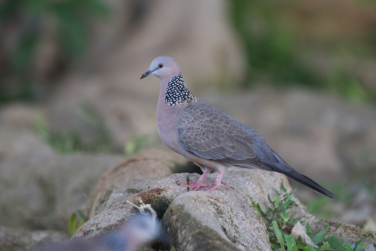 Spotted Dove - ML619749665