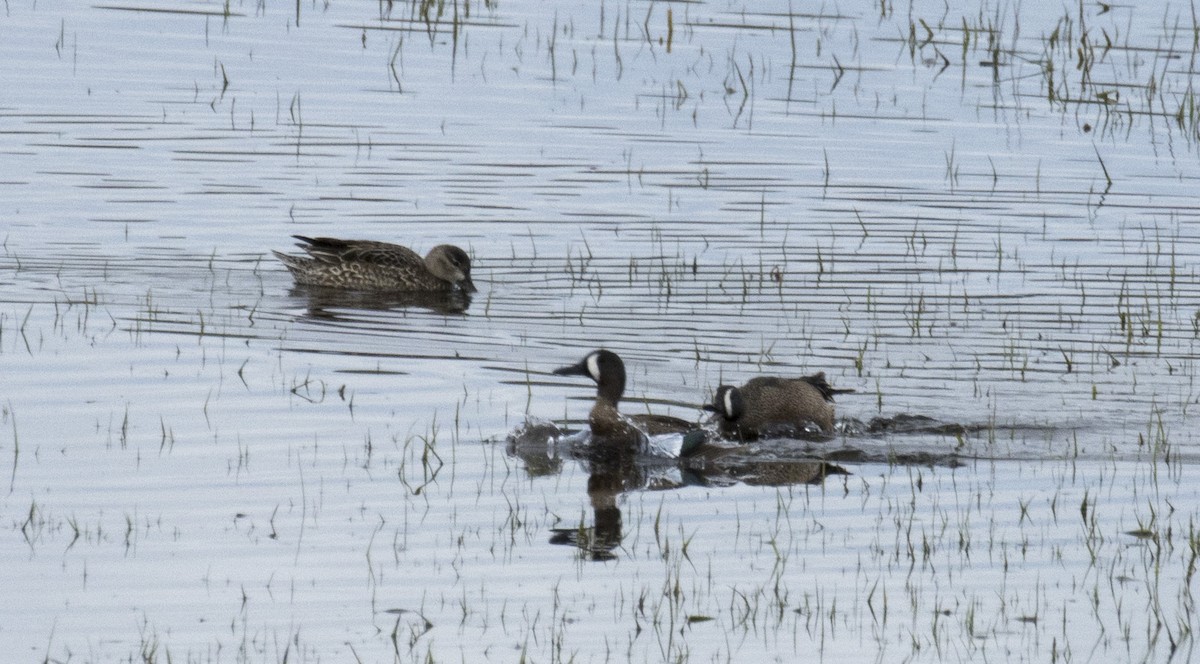 Blue-winged Teal - ML619749690