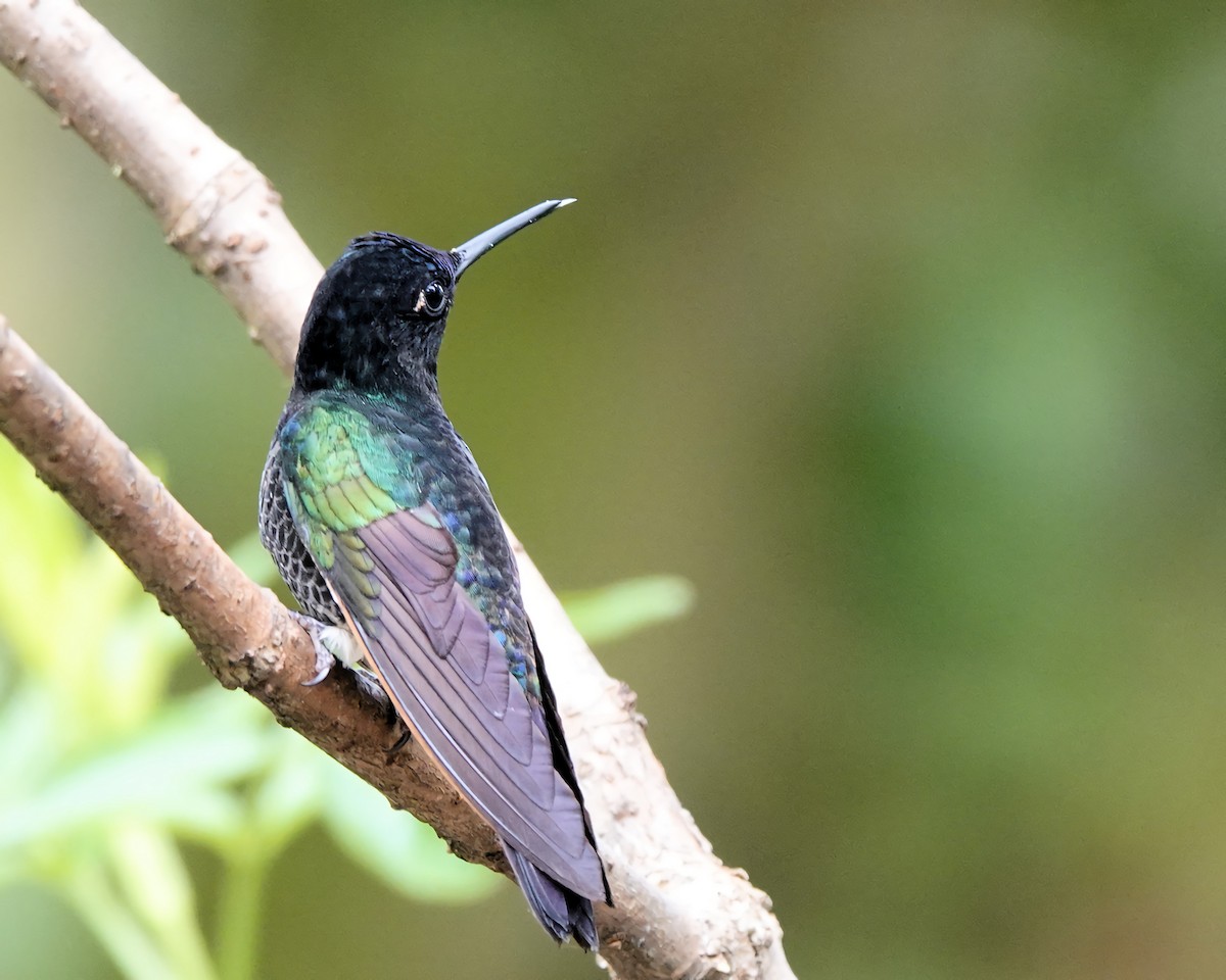 kolibřík hyacintový - ML619749766