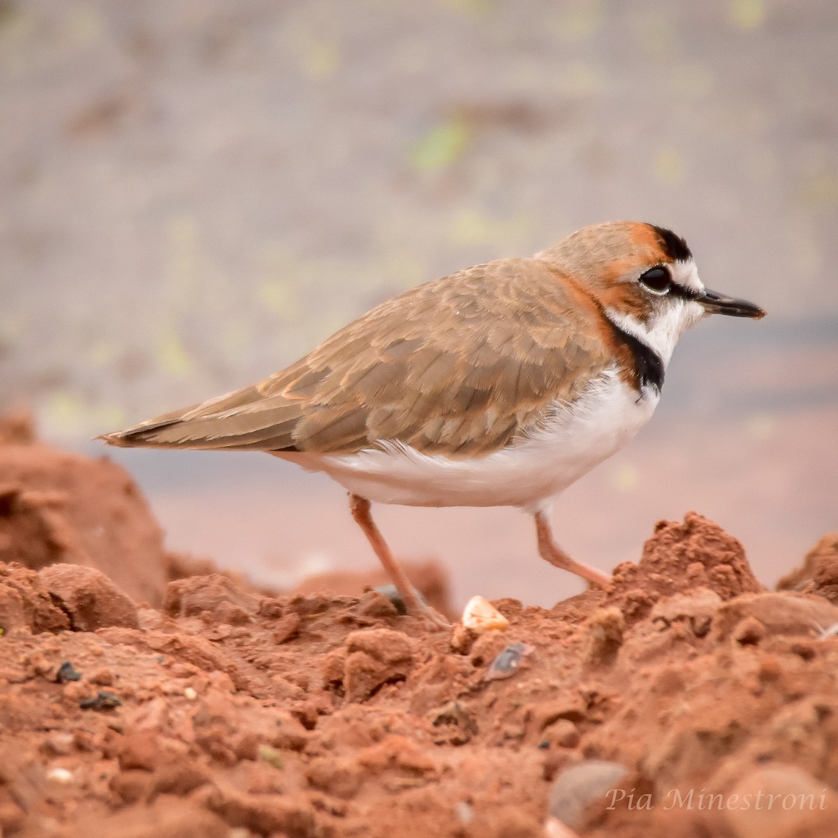 Collared Plover - ML619749799