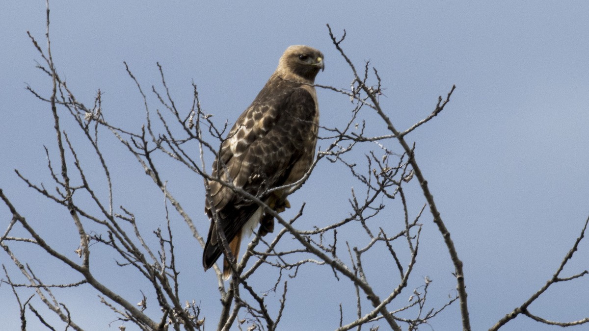 Red-tailed Hawk - ML619749822