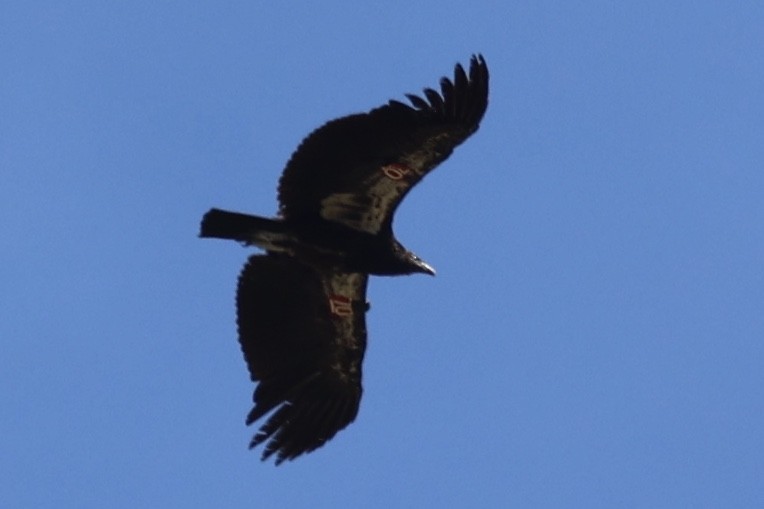 California Condor - ML619749825