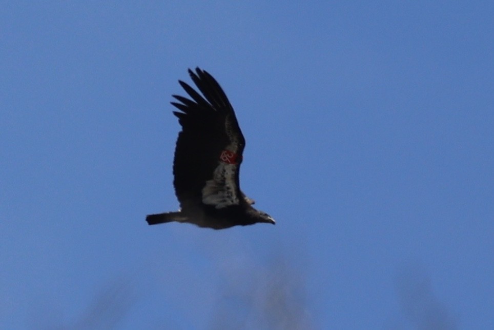 California Condor - ML619749826