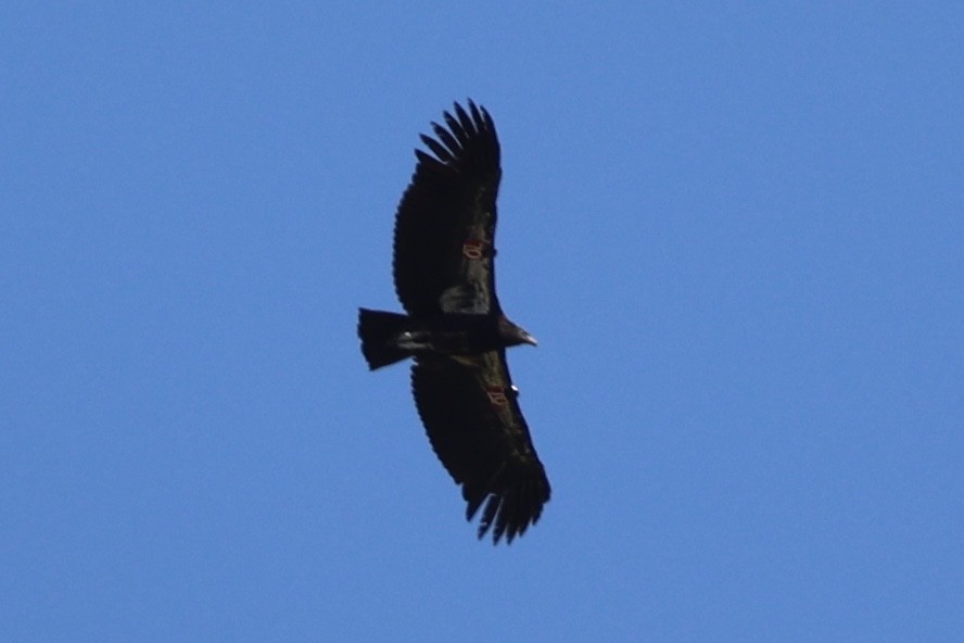 California Condor - ML619749829