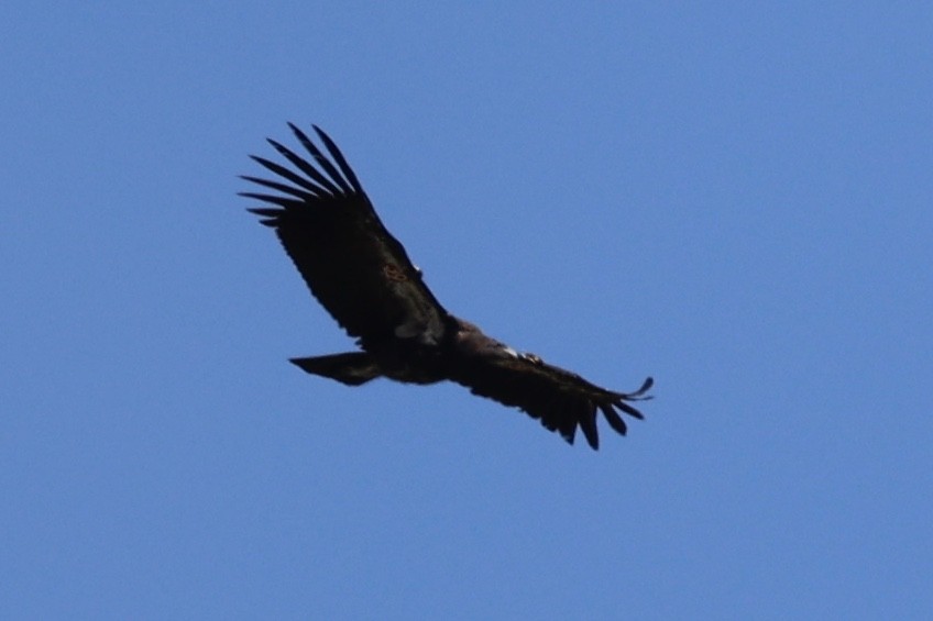 California Condor - ML619749830
