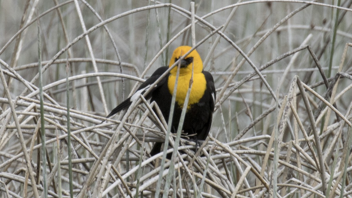 Yellow-headed Blackbird - ML619749940