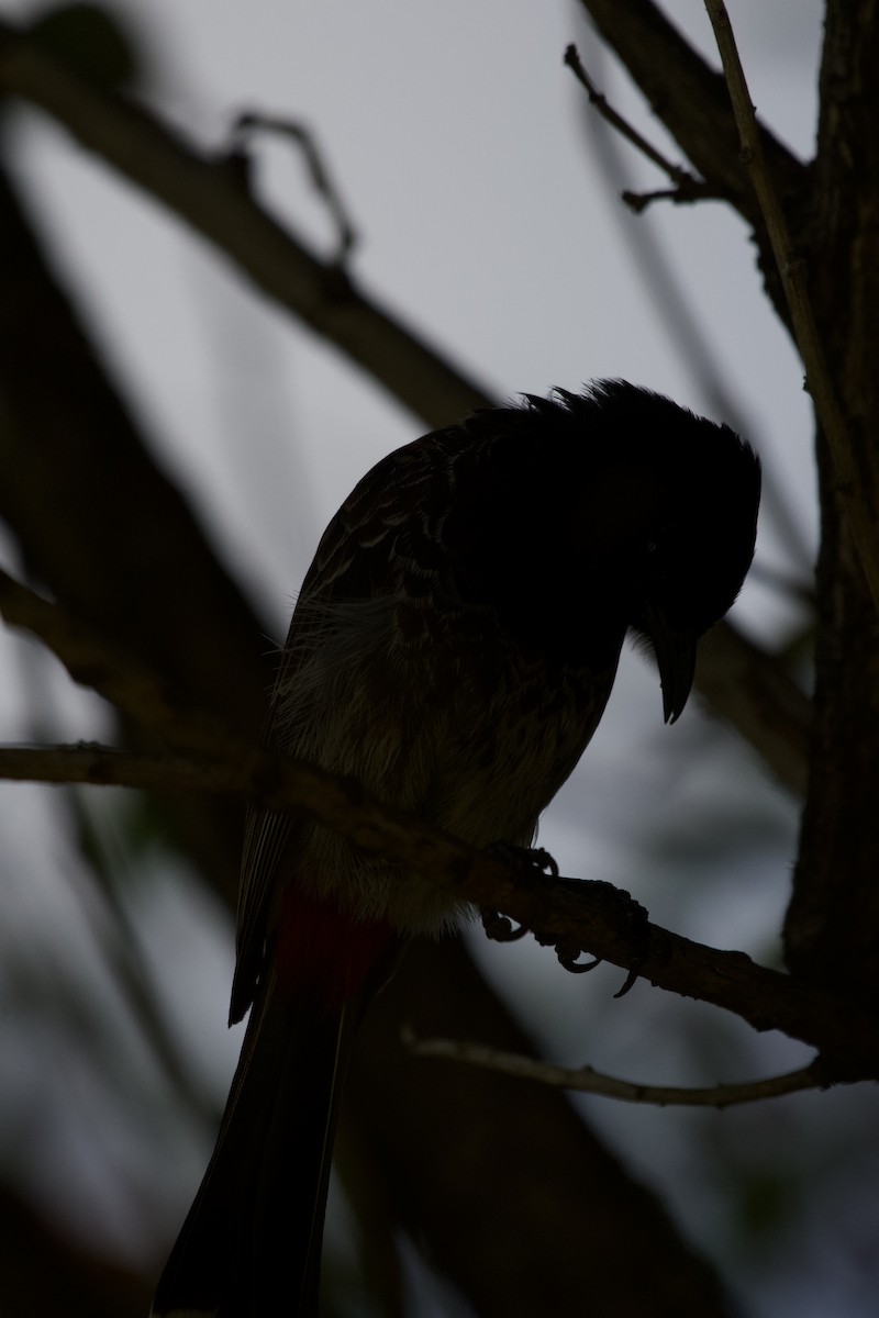 Red-vented Bulbul - ML619749952