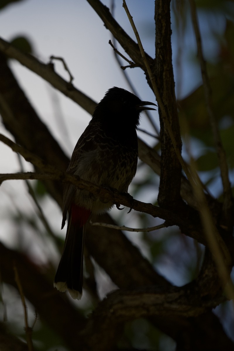 Red-vented Bulbul - ML619749954