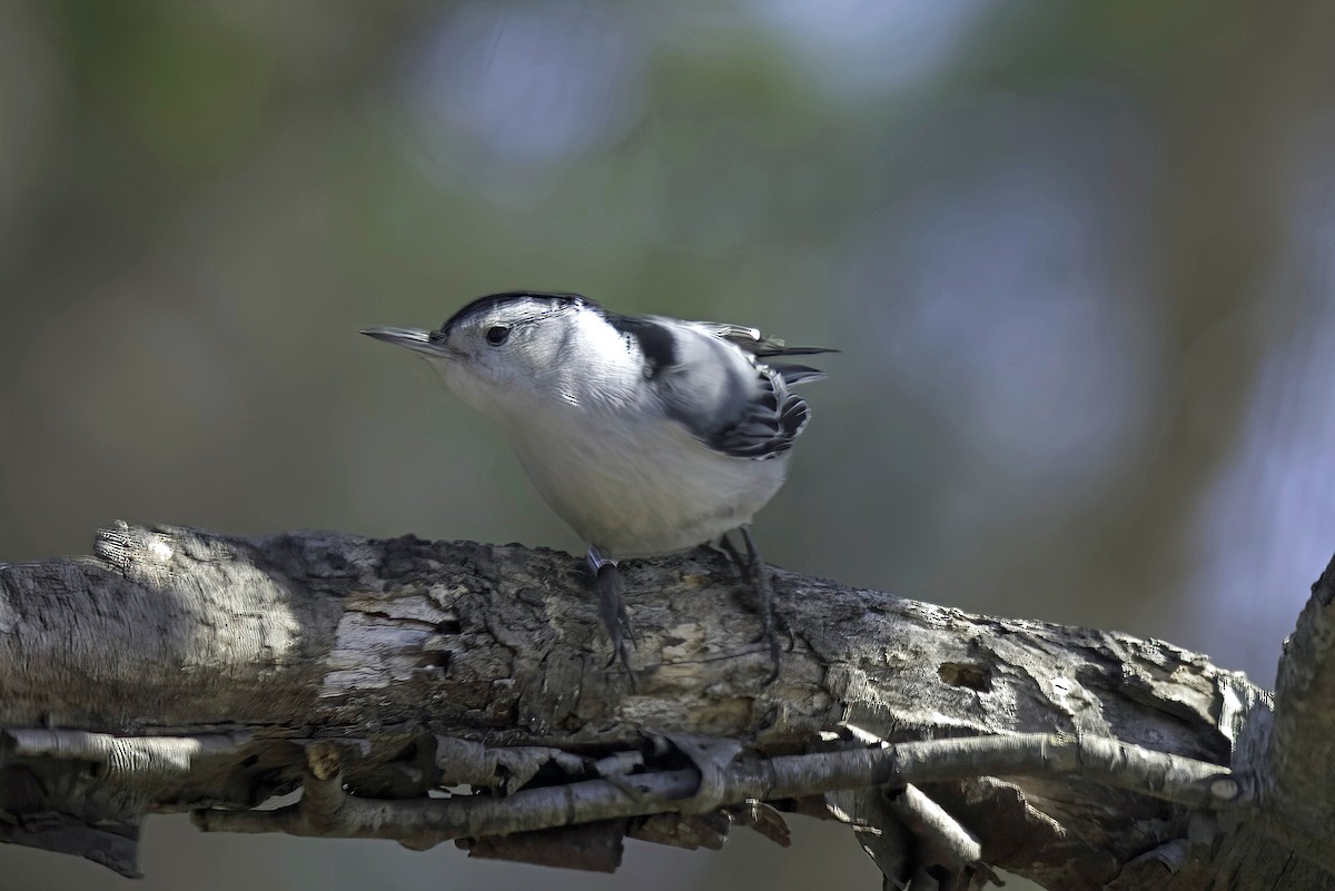 White-breasted Nuthatch - ML619750055