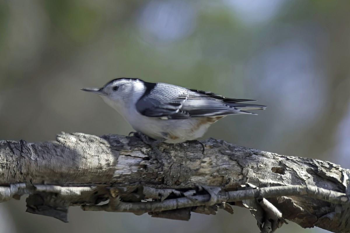 White-breasted Nuthatch - ML619750057