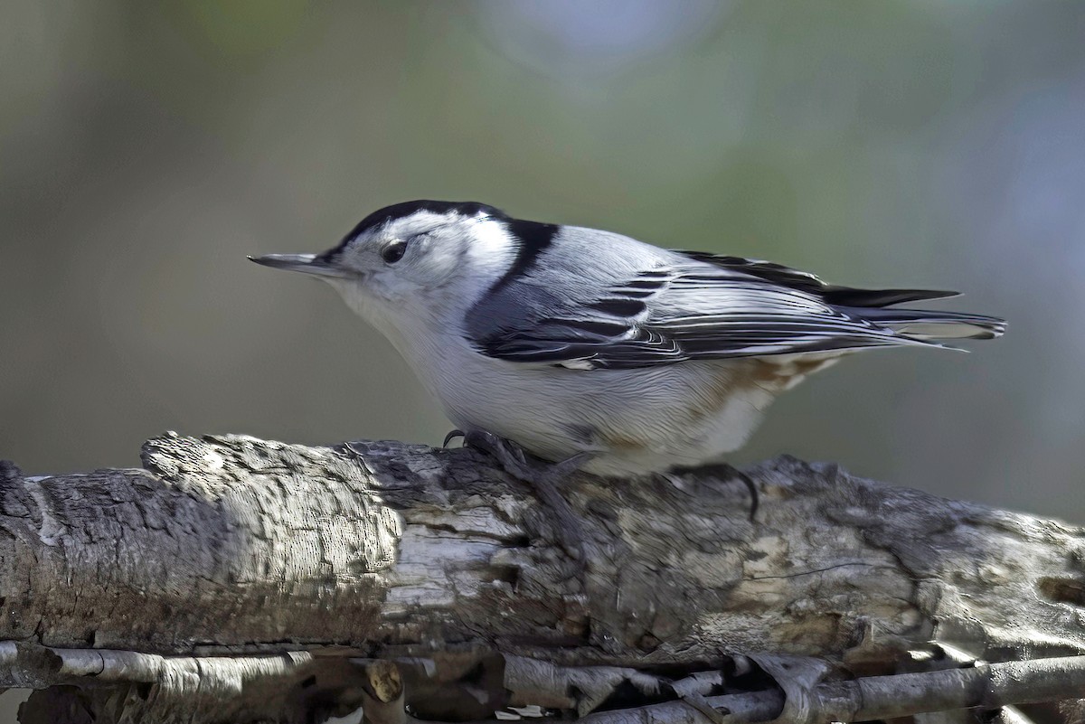 White-breasted Nuthatch - ML619750058