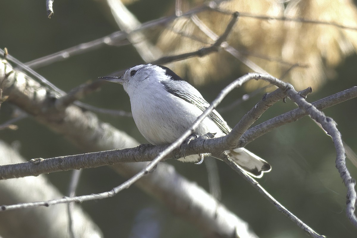 White-breasted Nuthatch - ML619750059