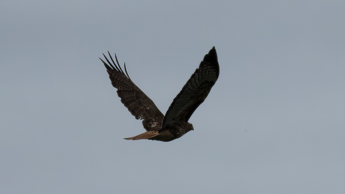 Red-tailed Hawk - ML619750065