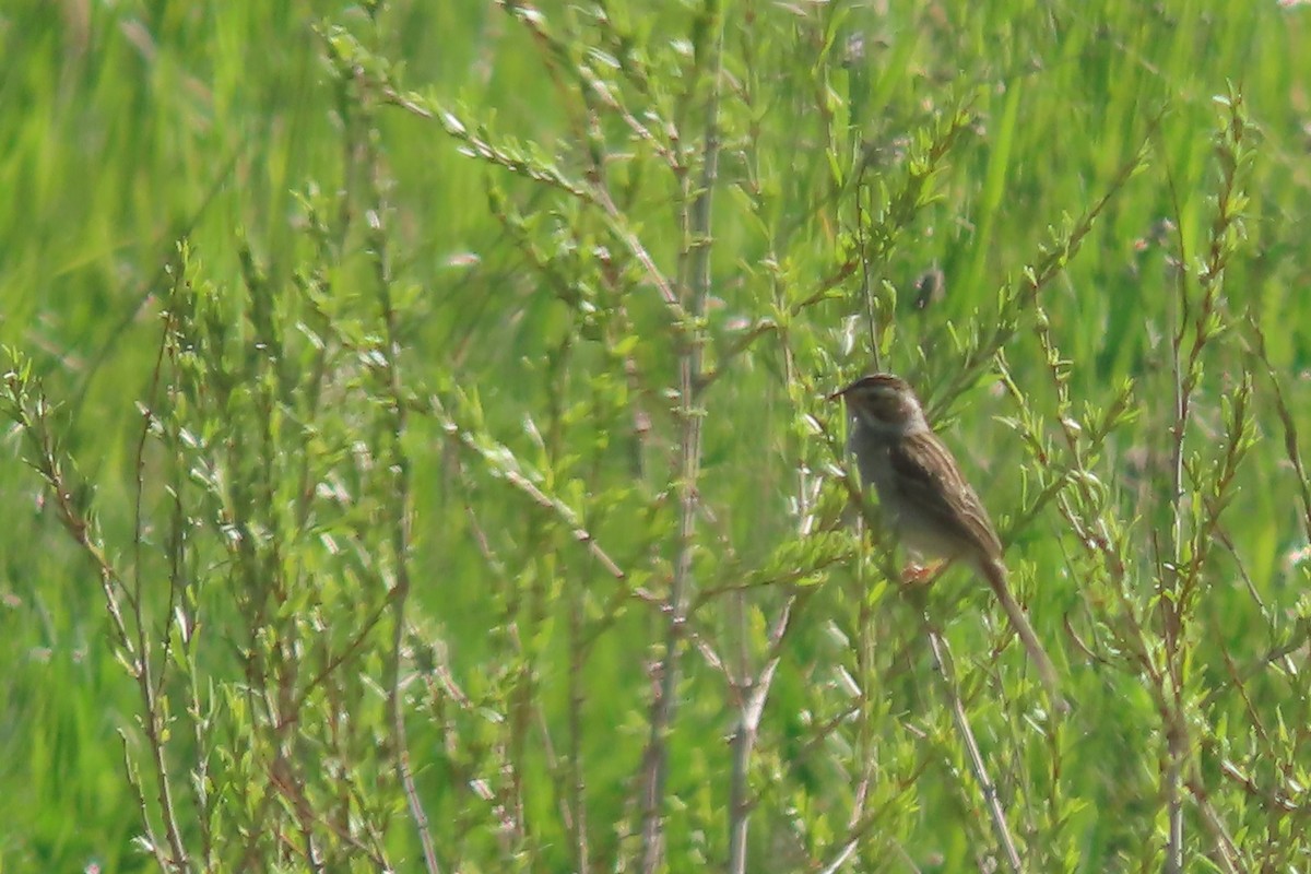 Clay-colored Sparrow - ML619750190