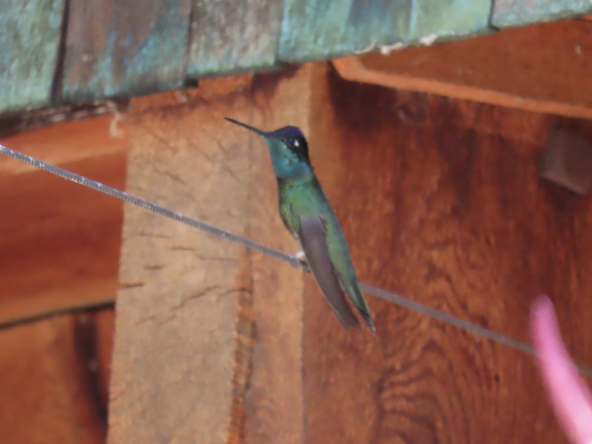 kolibřík skvostný - ML619750198