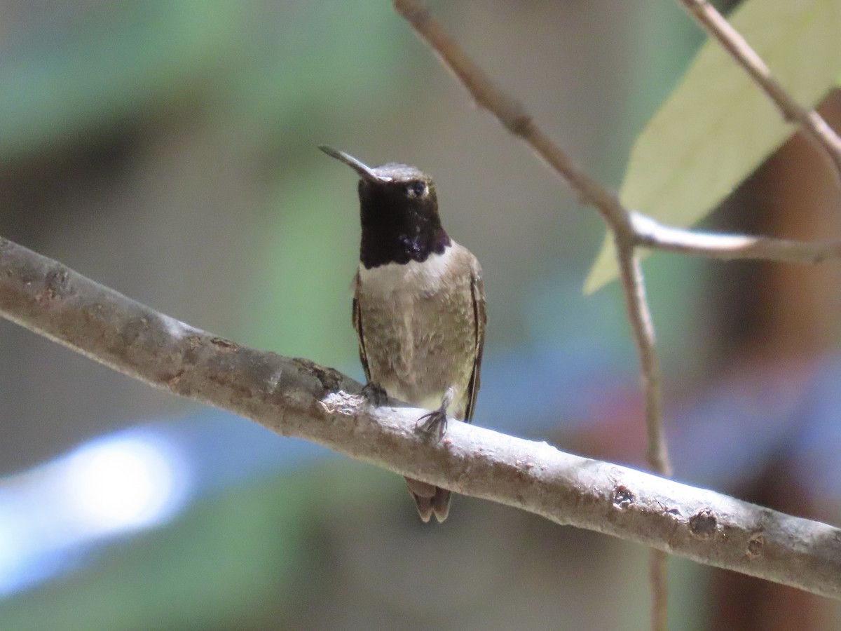 Black-chinned Hummingbird - ML619750204