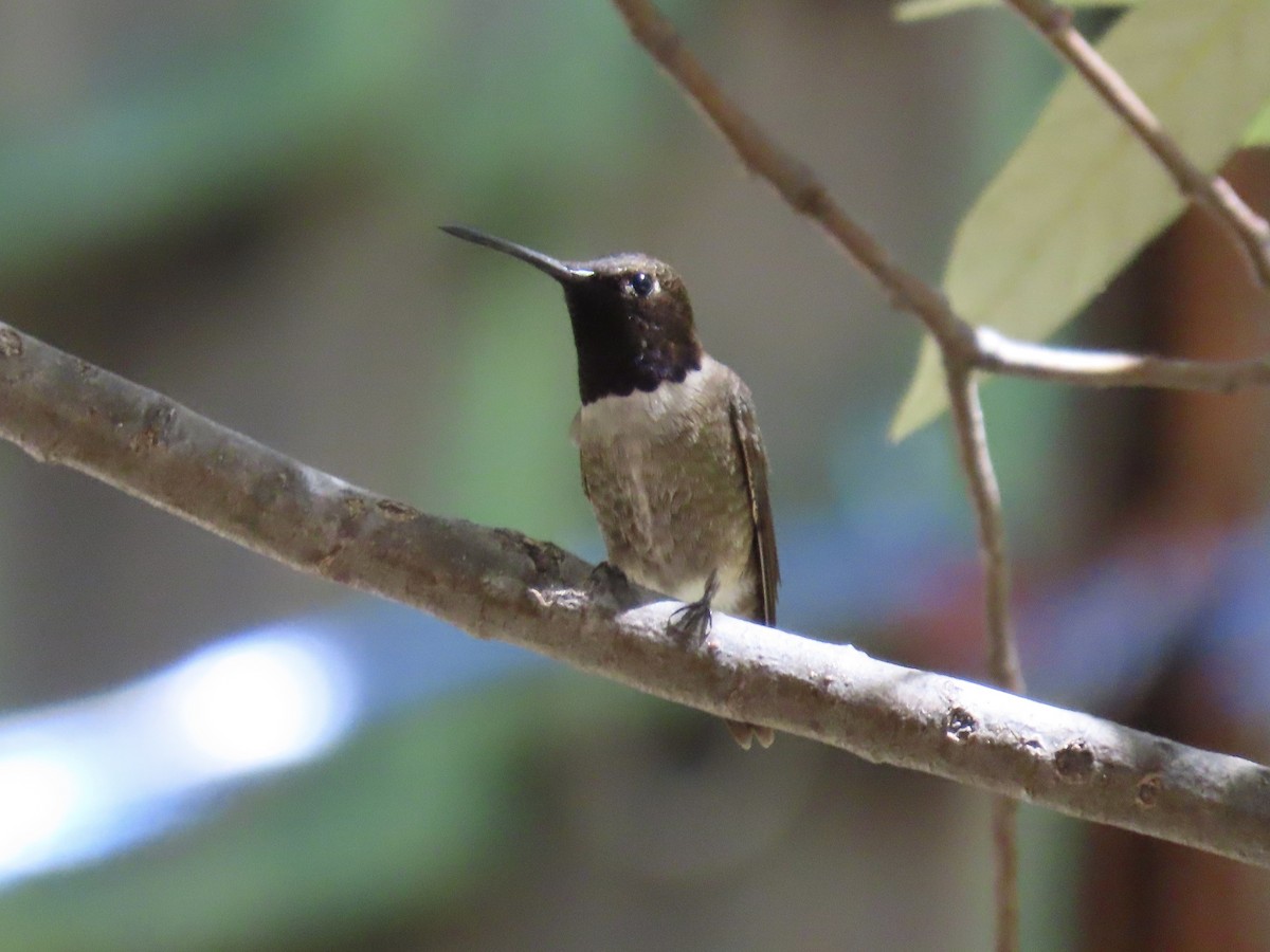 Black-chinned Hummingbird - ML619750205