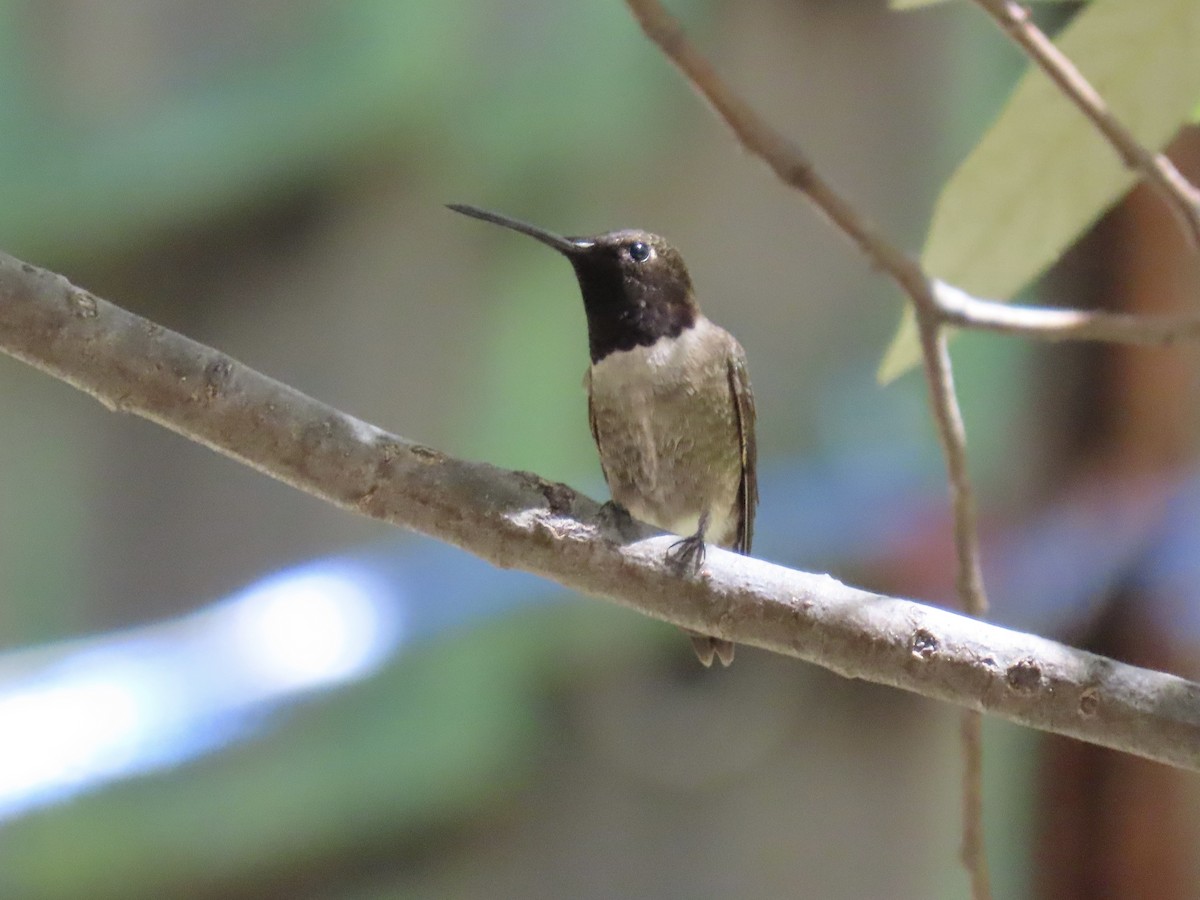 Black-chinned Hummingbird - ML619750207