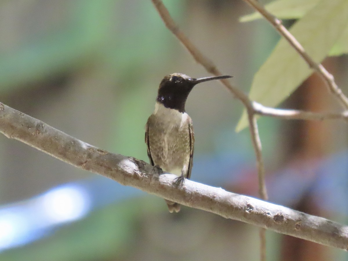 Black-chinned Hummingbird - ML619750208