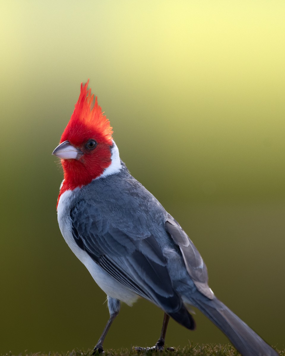 Red-crested Cardinal - ML619750214