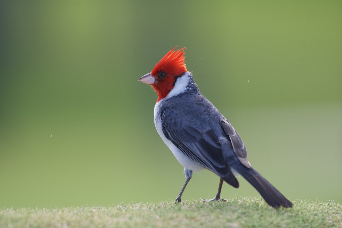 Red-crested Cardinal - ML619750216