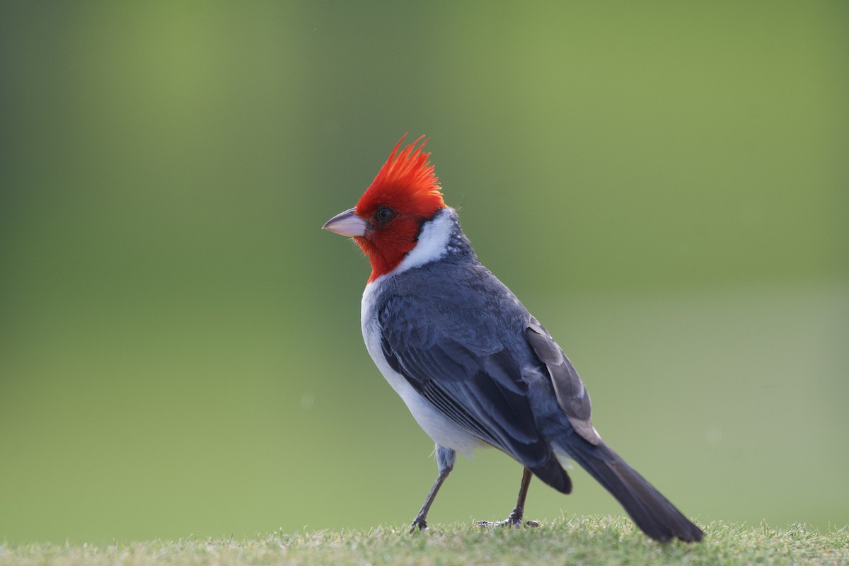 Red-crested Cardinal - ML619750218