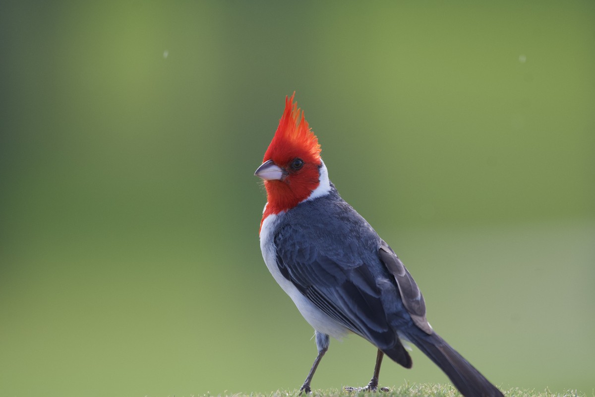 Red-crested Cardinal - ML619750219