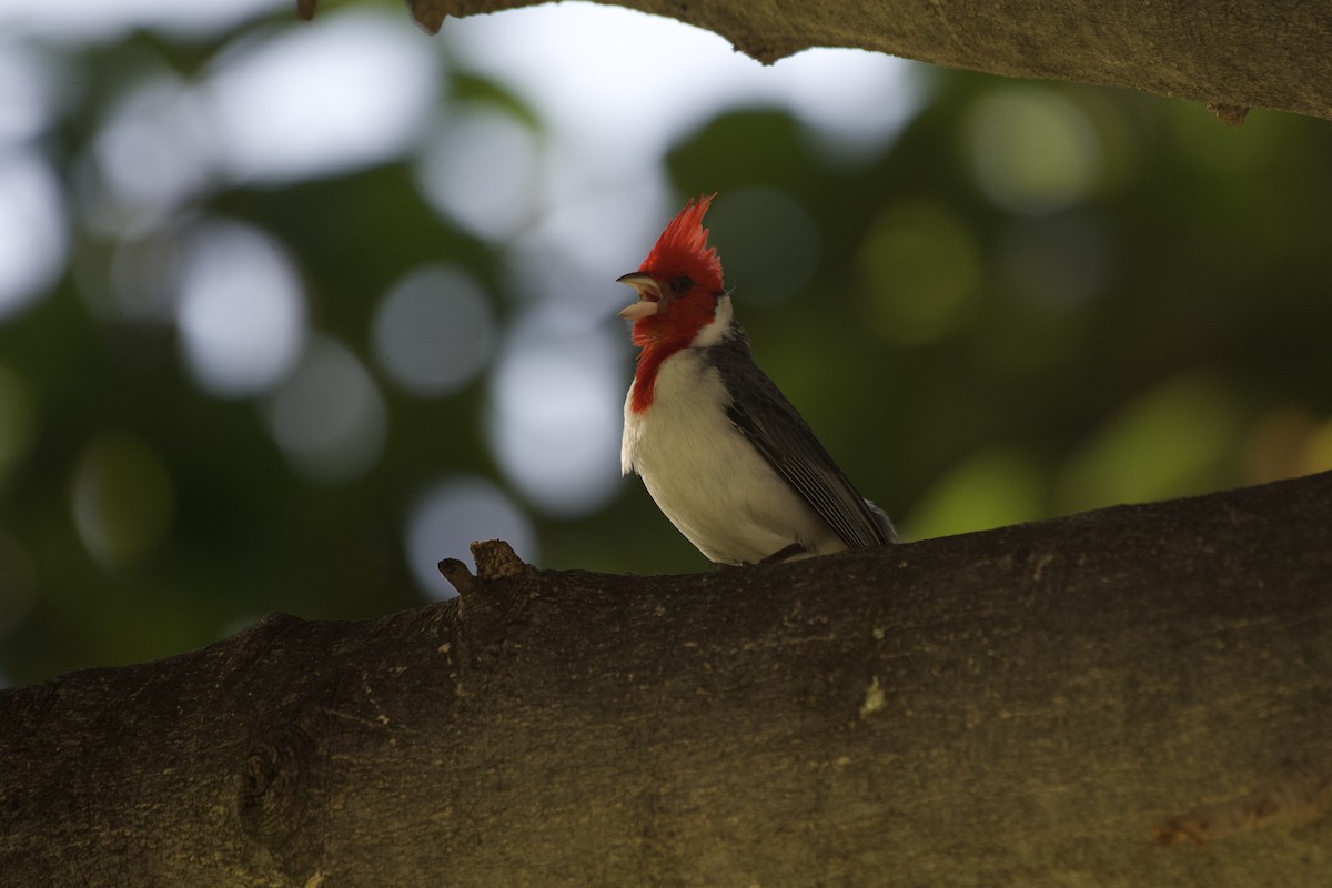 Red-crested Cardinal - ML619750221
