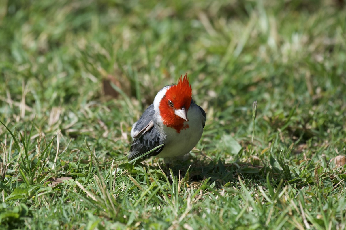 Red-crested Cardinal - ML619750222