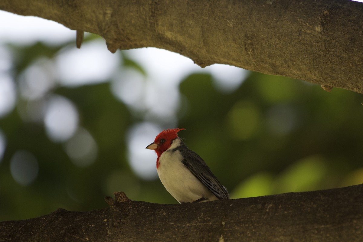 Red-crested Cardinal - ML619750223