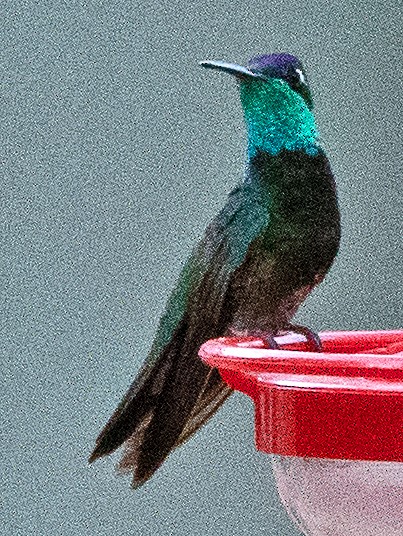kolibřík skvostný - ML619750265