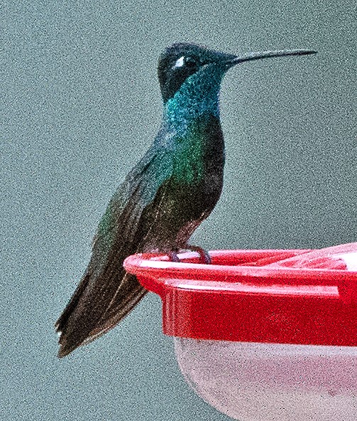 kolibřík skvostný - ML619750266