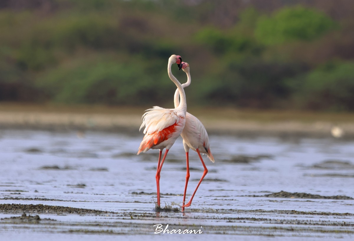 Greater Flamingo - ML619750272