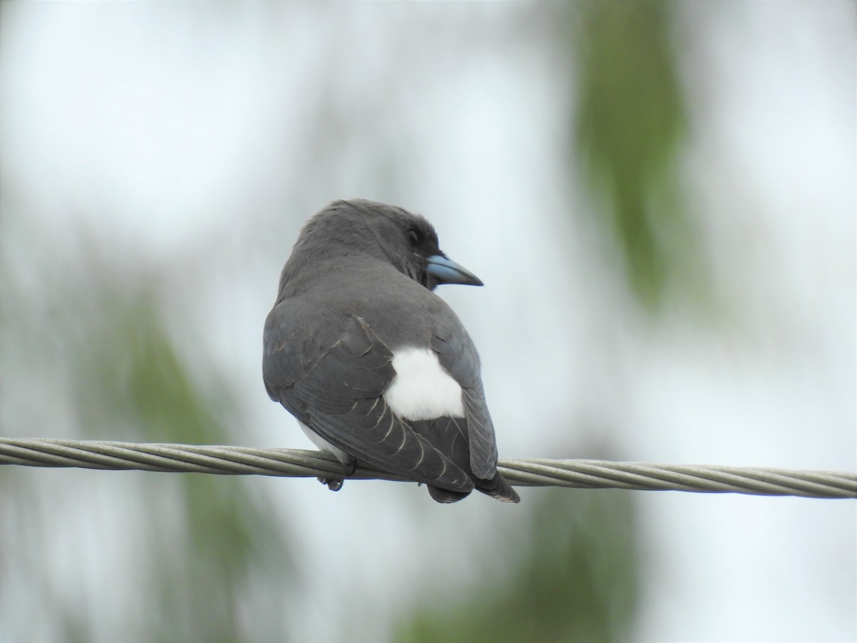 White-breasted Woodswallow - ML619750273