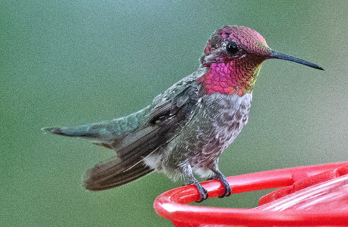 Anna's Hummingbird - ML619750275