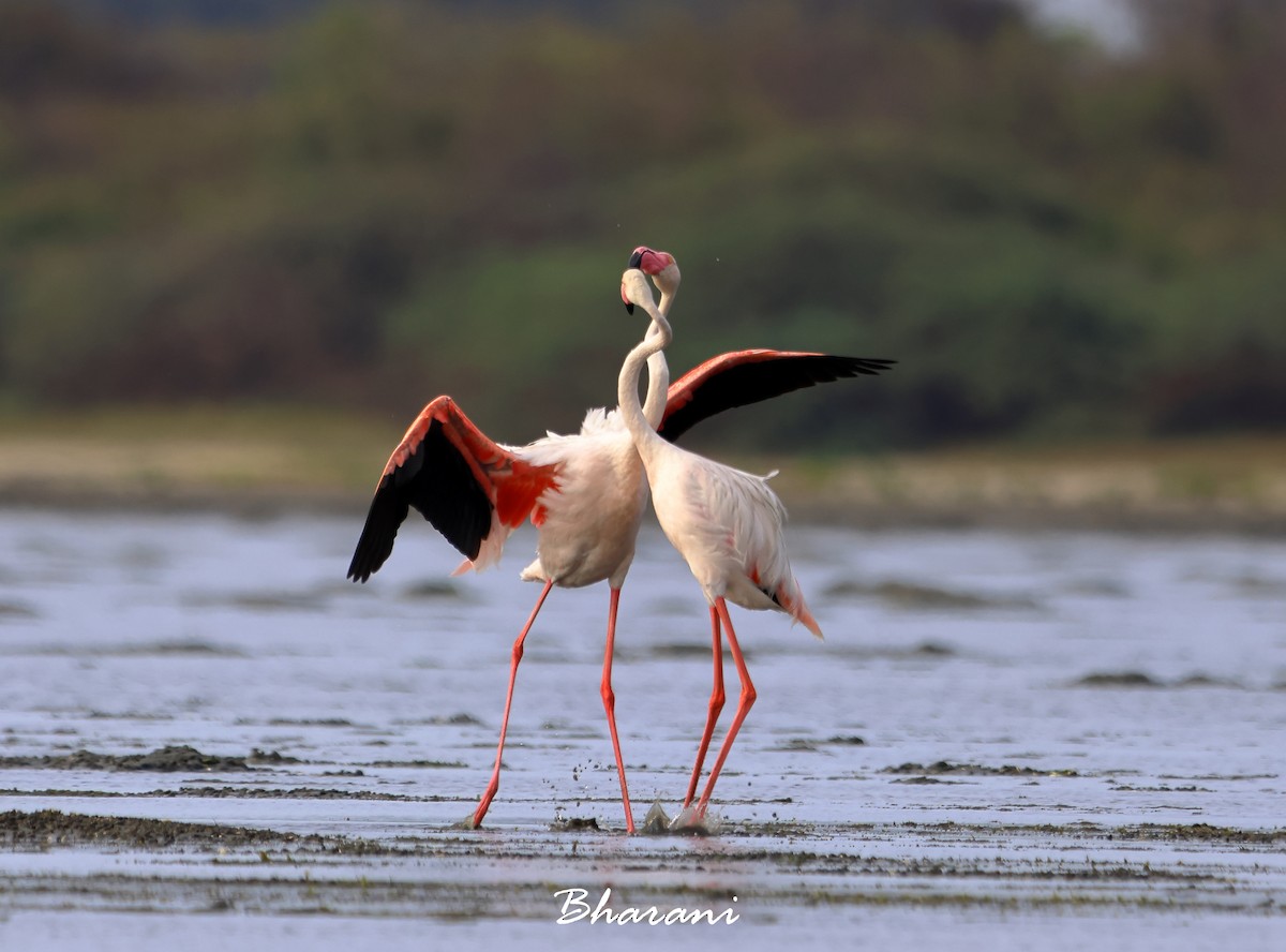 Greater Flamingo - ML619750277