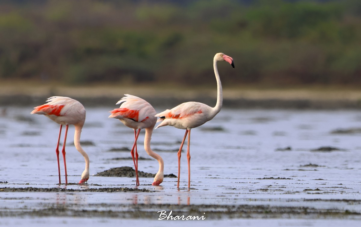 Greater Flamingo - ML619750282