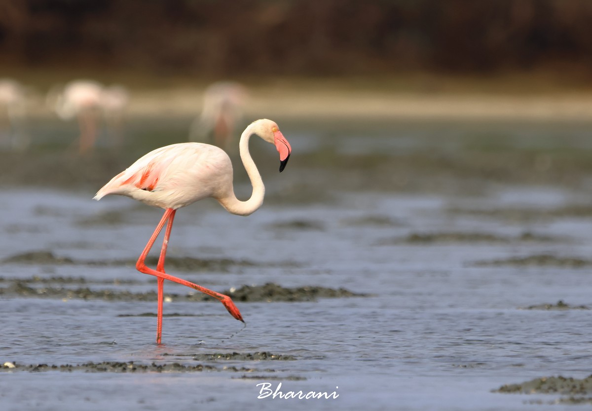 Greater Flamingo - ML619750283