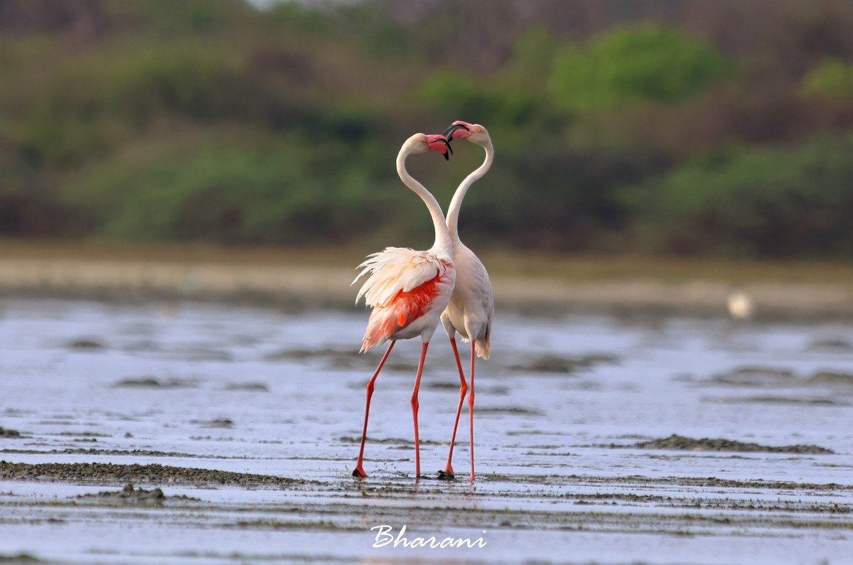 Greater Flamingo - ML619750284
