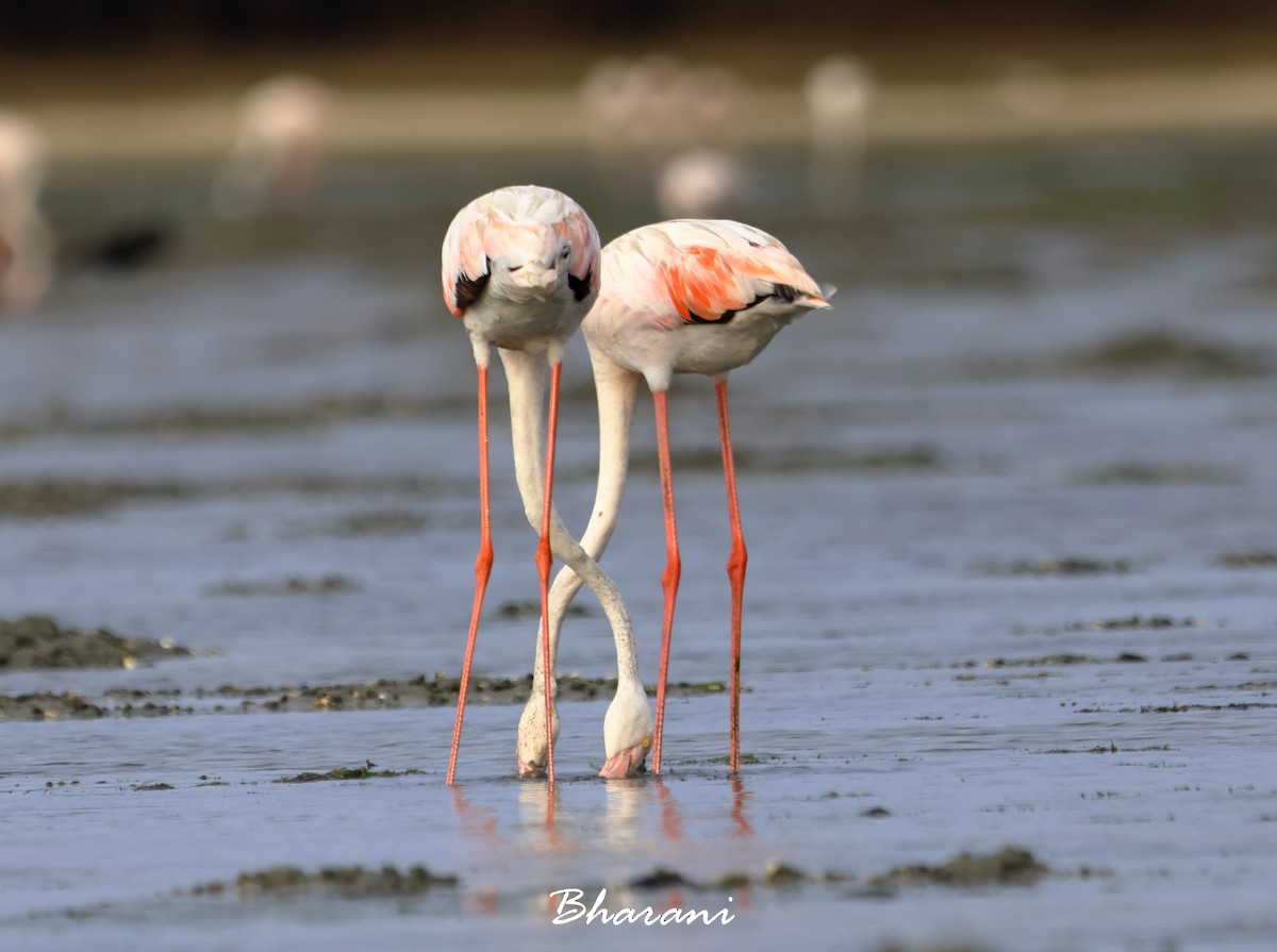 Greater Flamingo - ML619750285