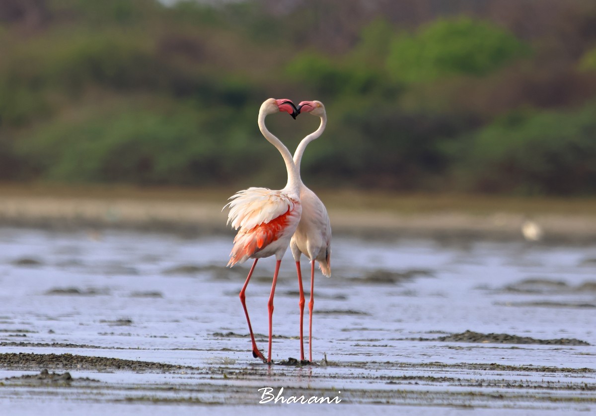 Greater Flamingo - ML619750286