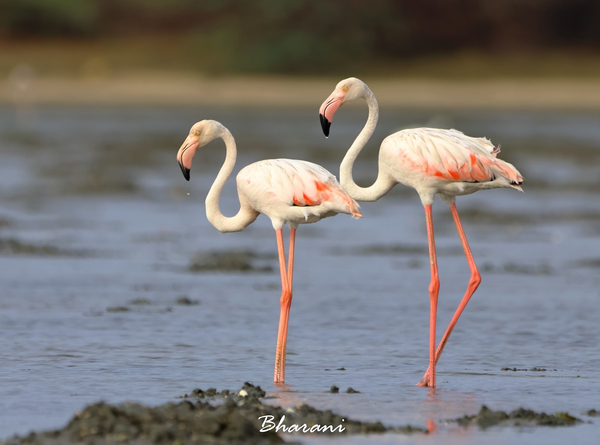 Greater Flamingo - ML619750287