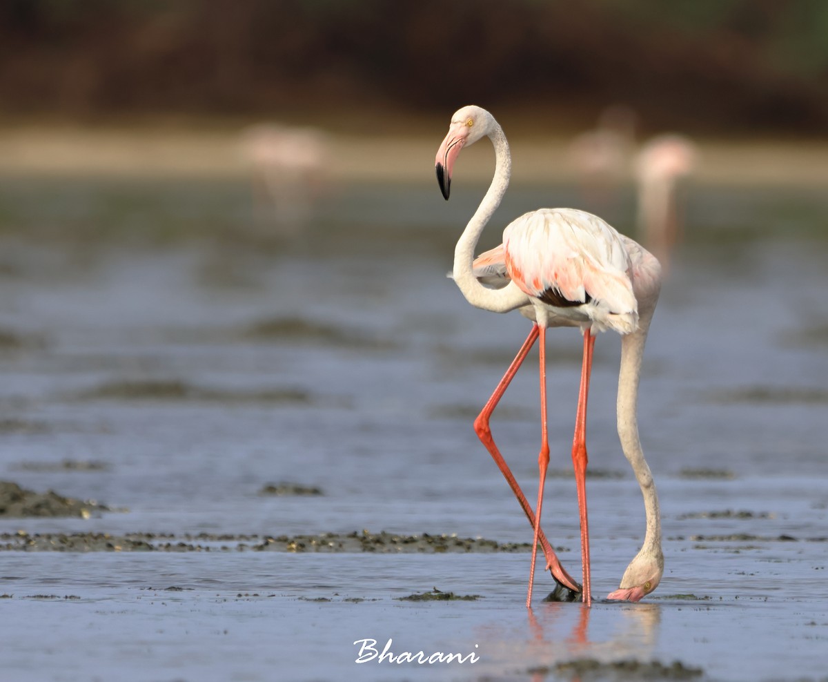Greater Flamingo - ML619750288