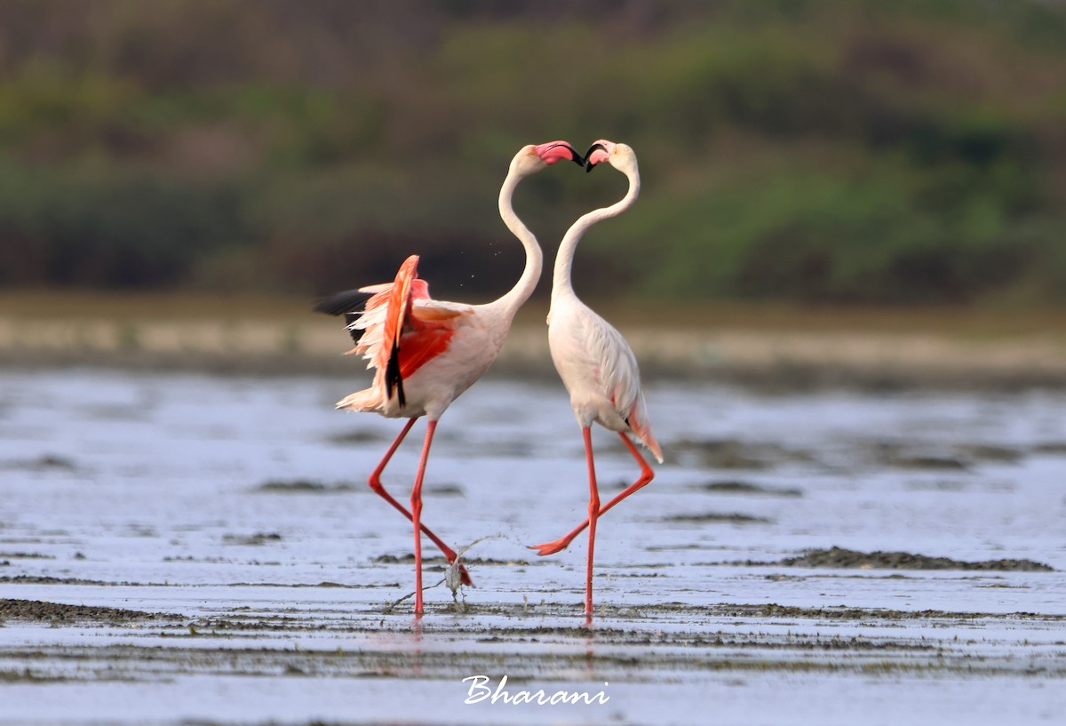 Greater Flamingo - ML619750289