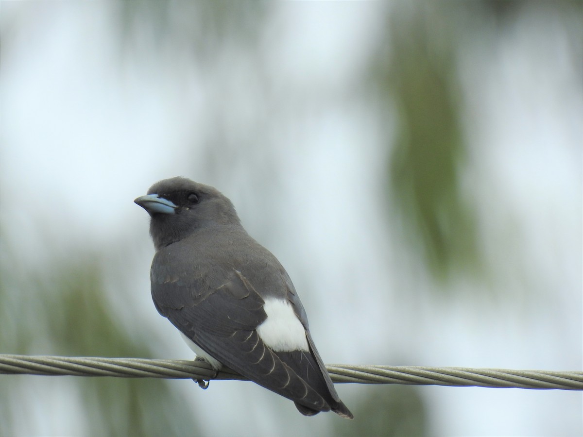 White-breasted Woodswallow - ML619750293