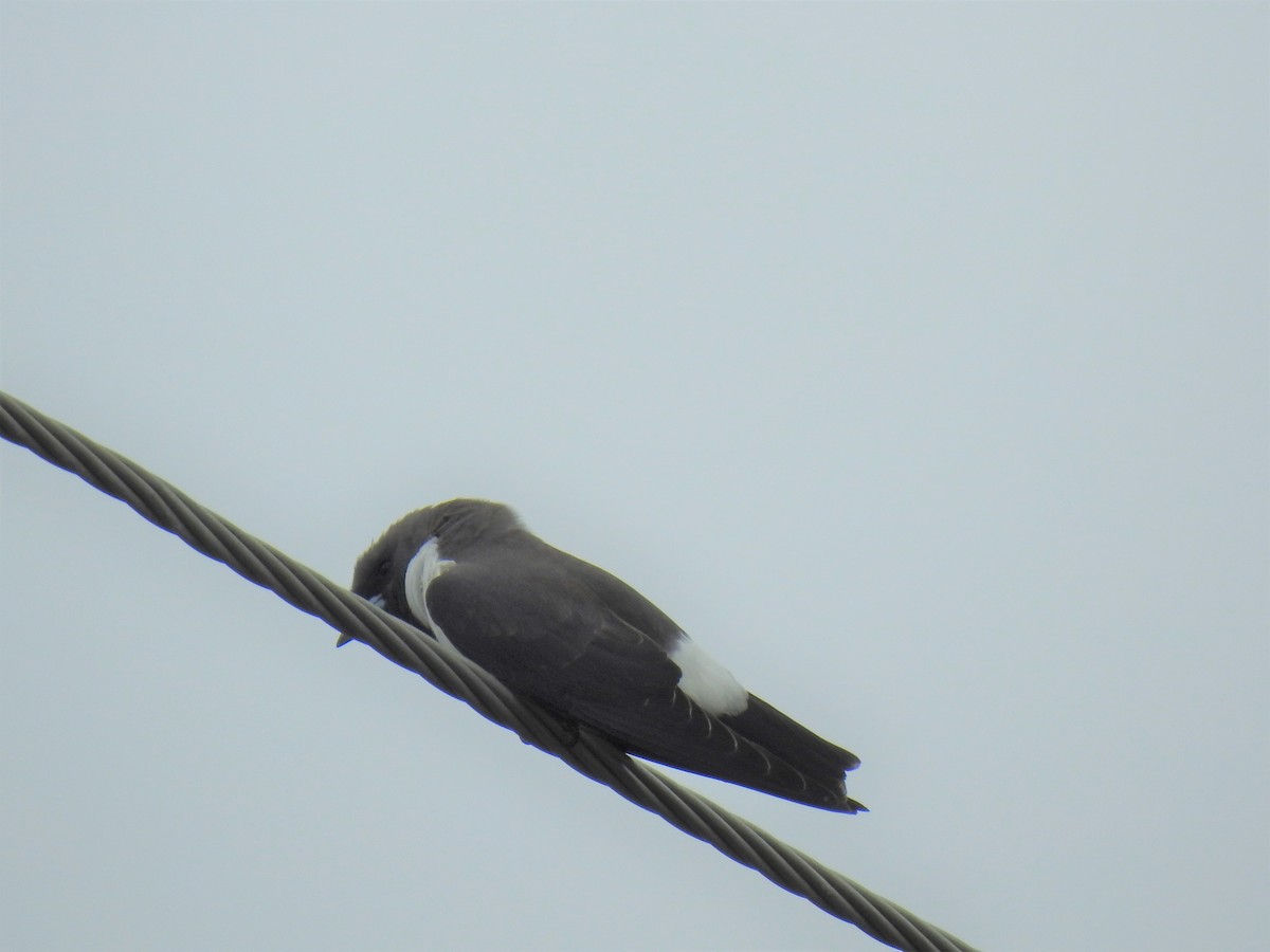 White-breasted Woodswallow - ML619750300