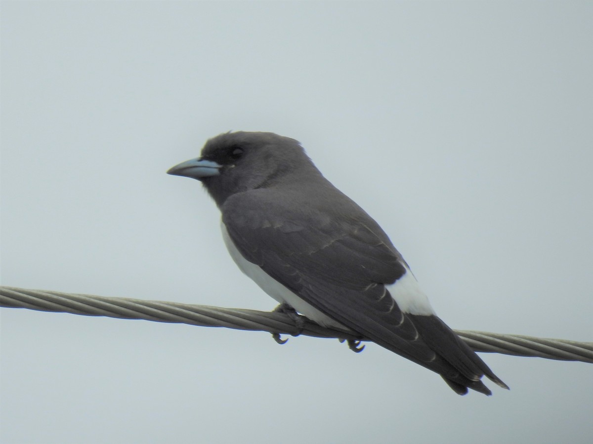 White-breasted Woodswallow - ML619750305