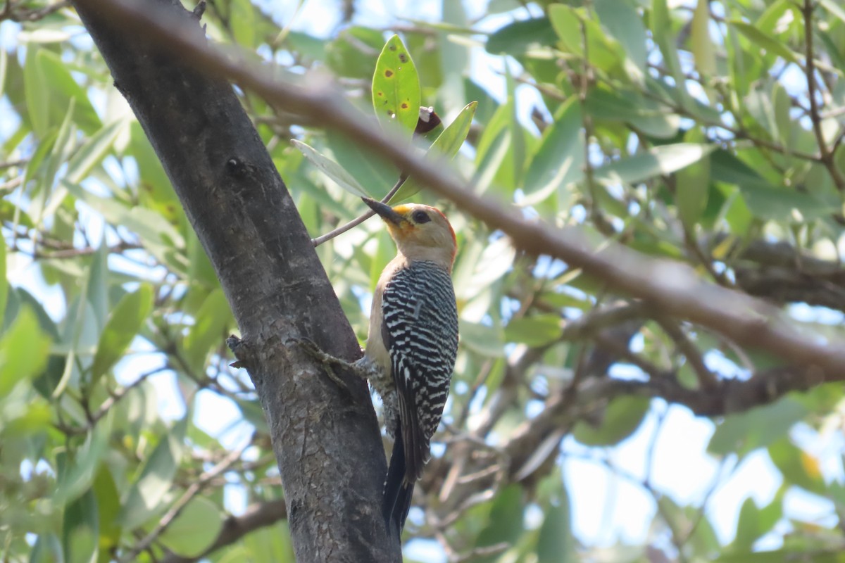 Yucatan Woodpecker - ML619750383